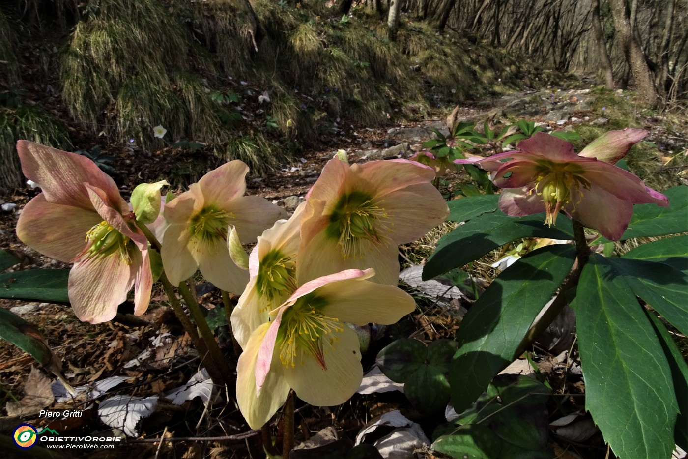 27 Estese fioriture di Rose di Natale -Ellebori (Helleborus niger).JPG